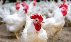 الزراعة: الإنتاج المحلي من الدواجن يغطي احتياجات العراق